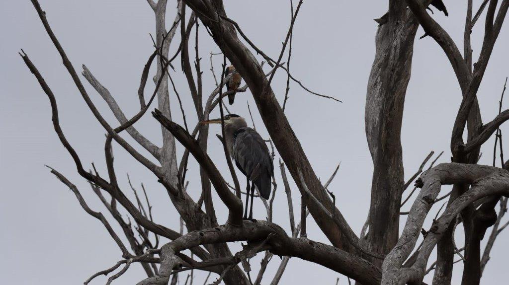 A bird standing on a tree branch

Description automatically generated