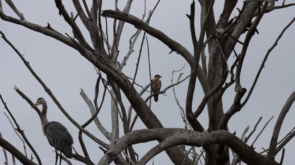 A bird sitting on a tree branch

Description automatically generated