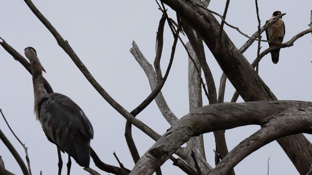 A bird standing on a tree branch

Description automatically generated