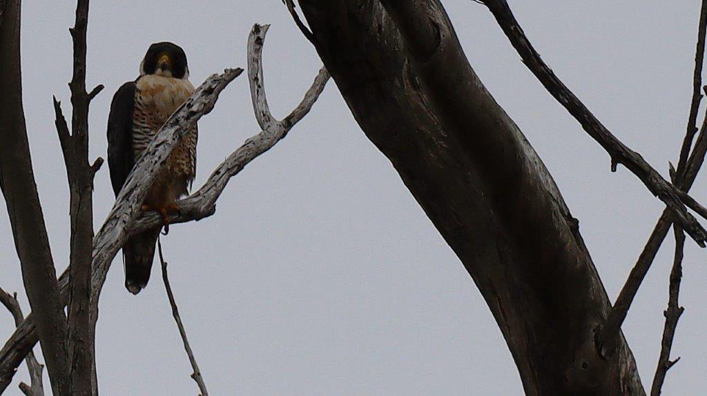 A bird sitting on a tree branch

Description automatically generated