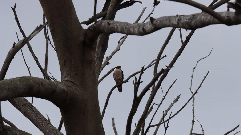 A bird sitting on a tree branch

Description automatically generated