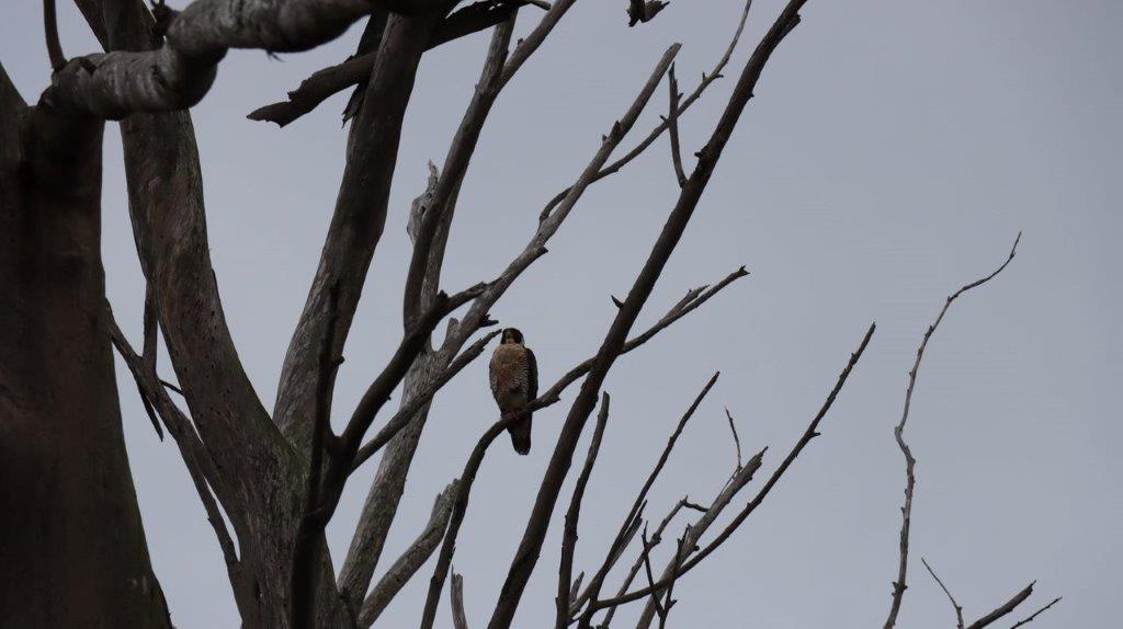 A bird sitting on a tree branch

Description automatically generated