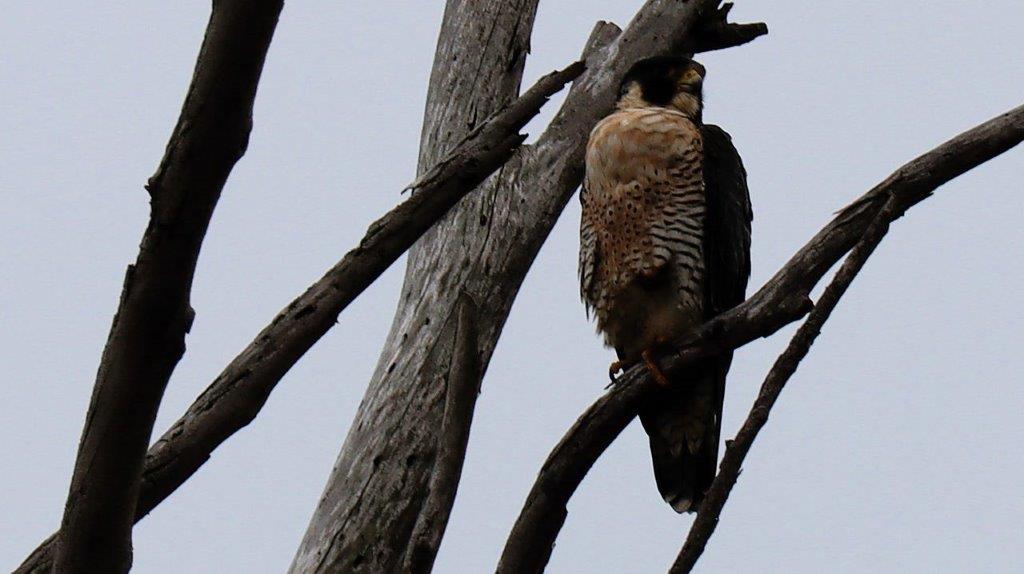 A bird sitting on a tree branch

Description automatically generated