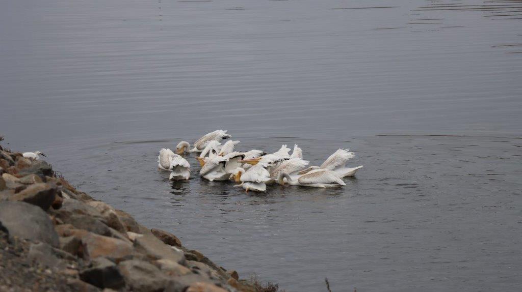 A group of white birds swimming in water

Description automatically generated