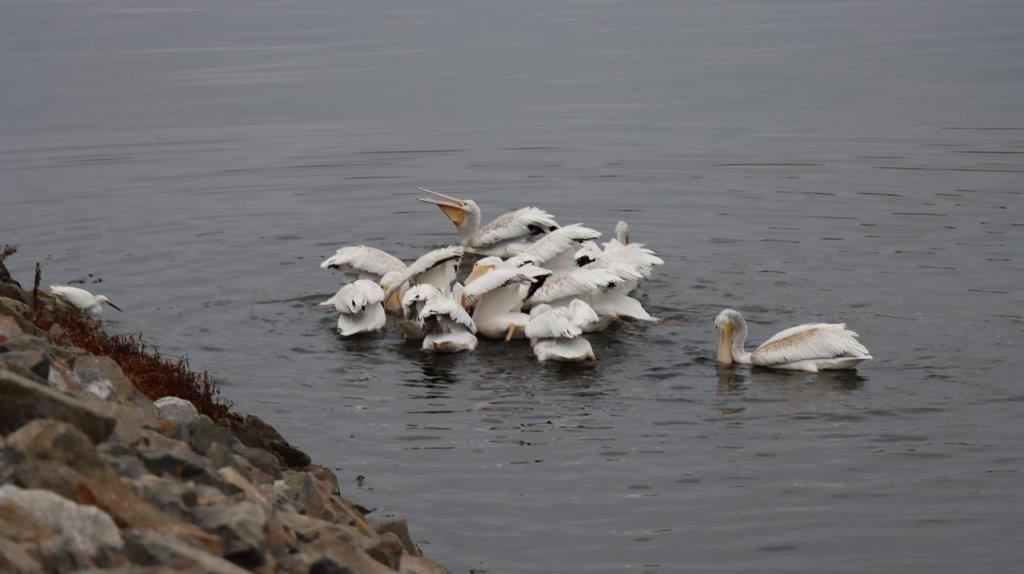 A group of white birds in water

Description automatically generated