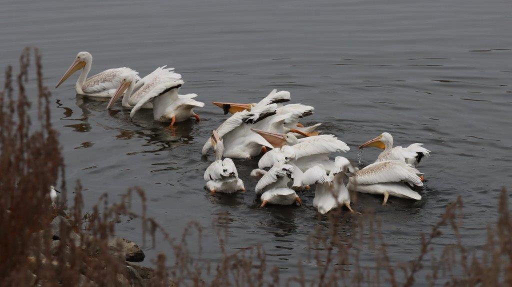 A group of white birds swimming in water

Description automatically generated