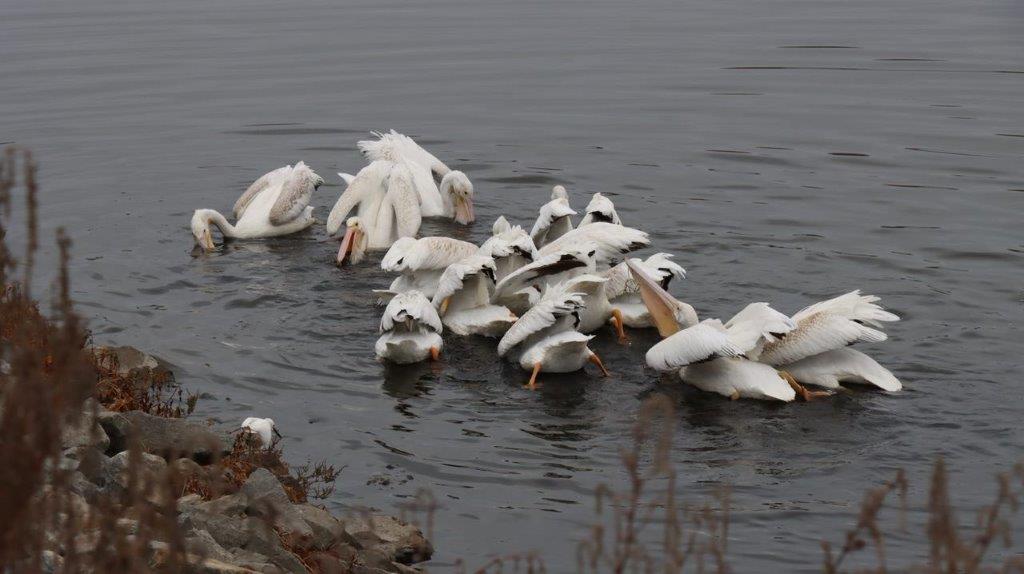 A group of white birds in water

Description automatically generated