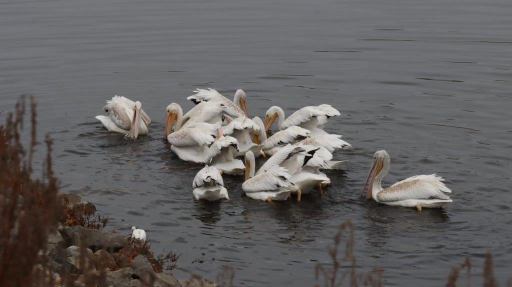 A group of white birds in water

Description automatically generated