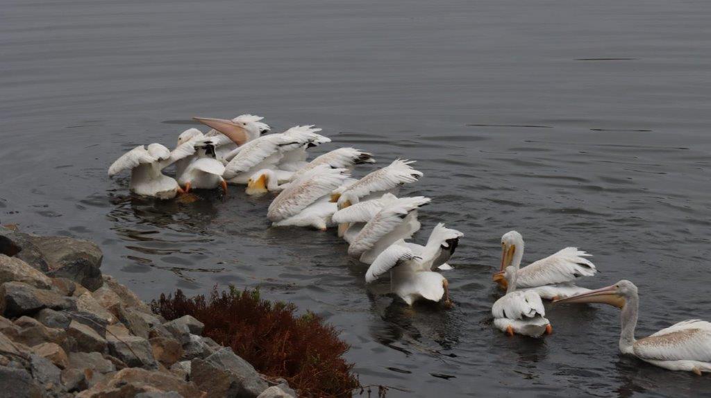 A group of white birds in water

Description automatically generated