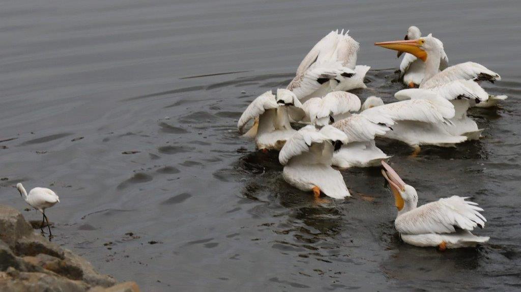 A group of birds swimming in water

Description automatically generated