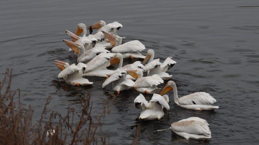 A group of white birds swimming in water

Description automatically generated