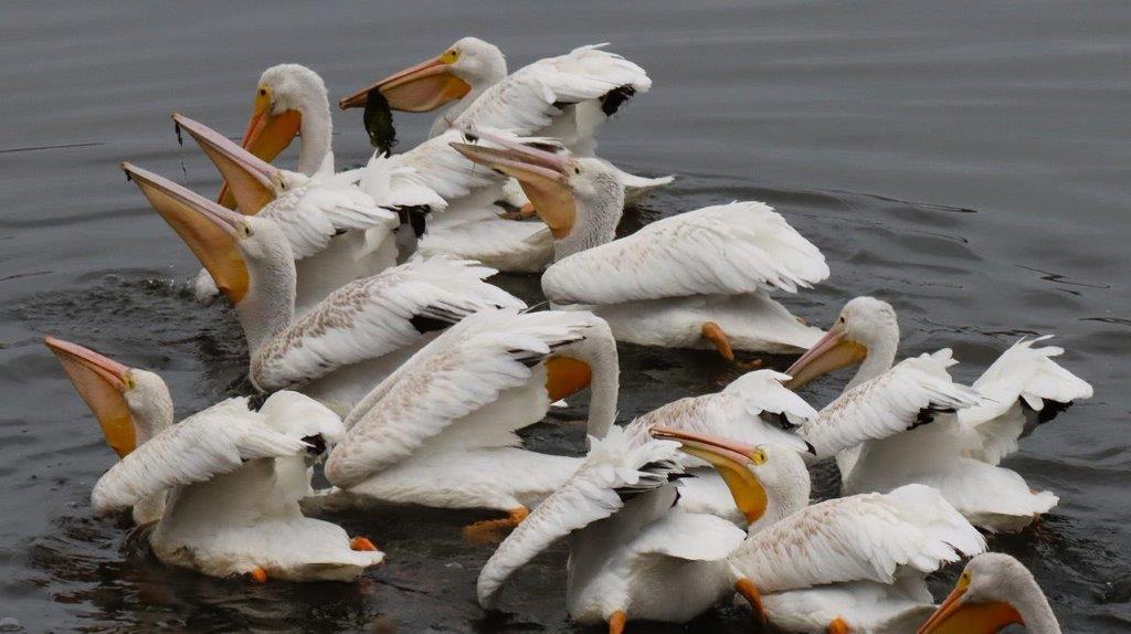 A group of white birds in water

Description automatically generated