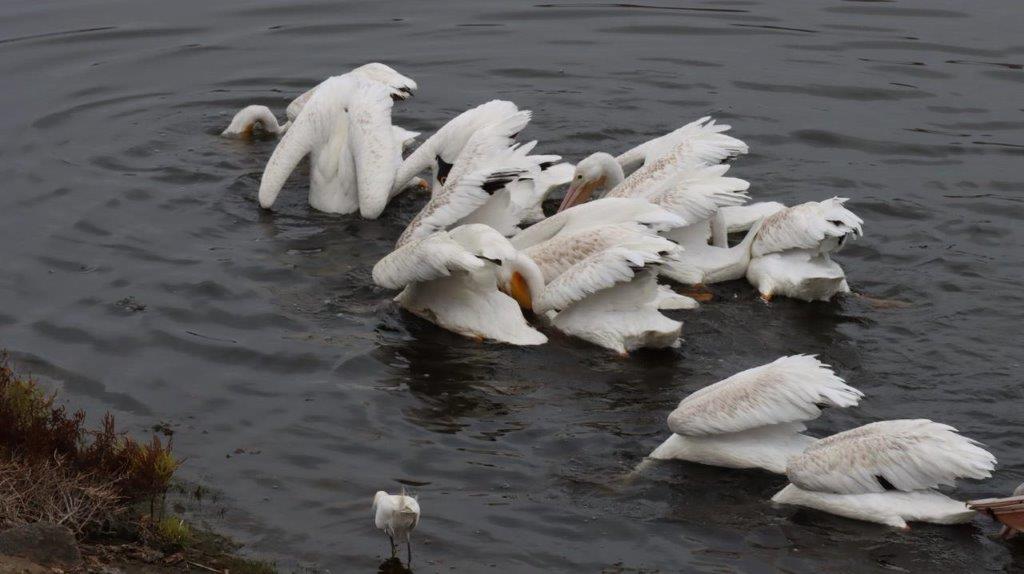 A group of white birds swimming in water

Description automatically generated