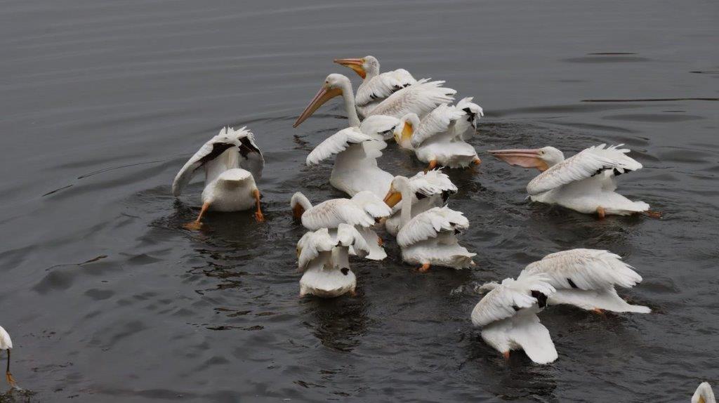 A group of white birds in water

Description automatically generated