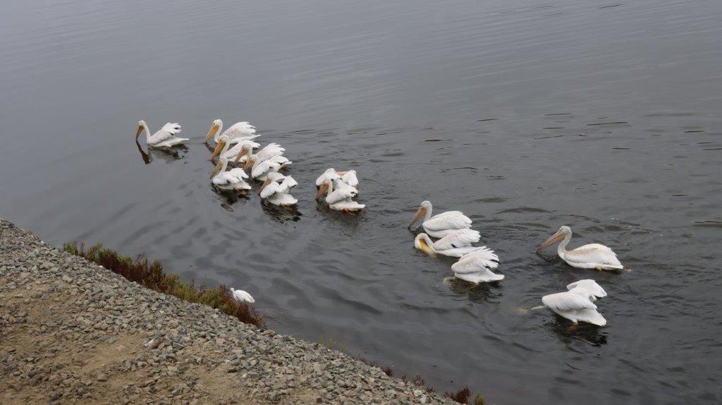 A group of white birds swimming in water

Description automatically generated