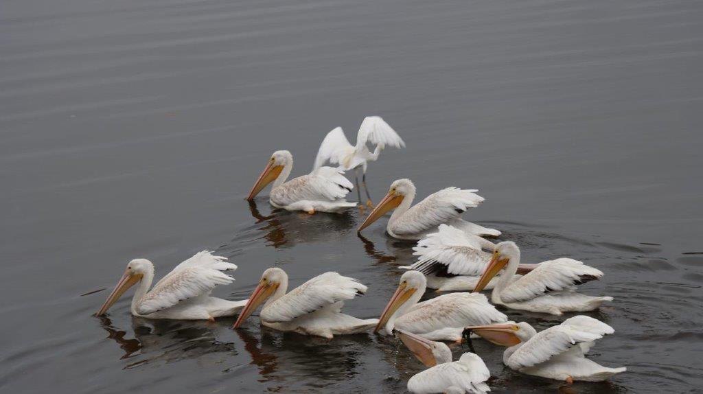 A group of white birds swimming in water

Description automatically generated