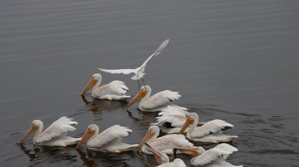 A group of white birds swimming in water

Description automatically generated