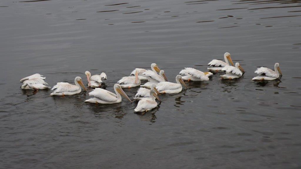 A group of white birds swimming in water

Description automatically generated