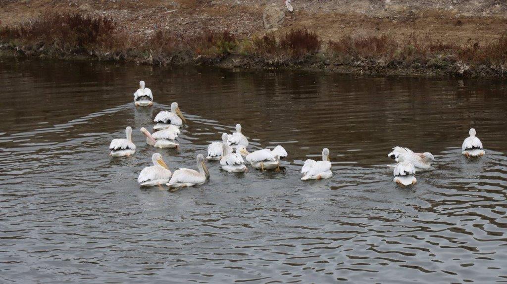 A group of birds swimming in a lake

Description automatically generated