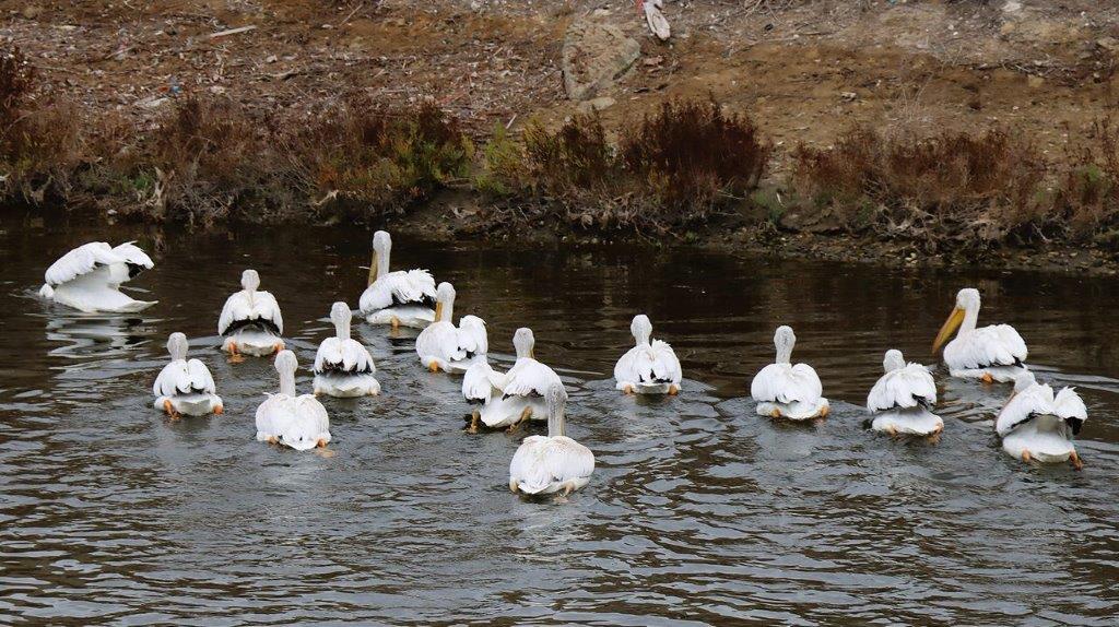 A group of white birds in water

Description automatically generated