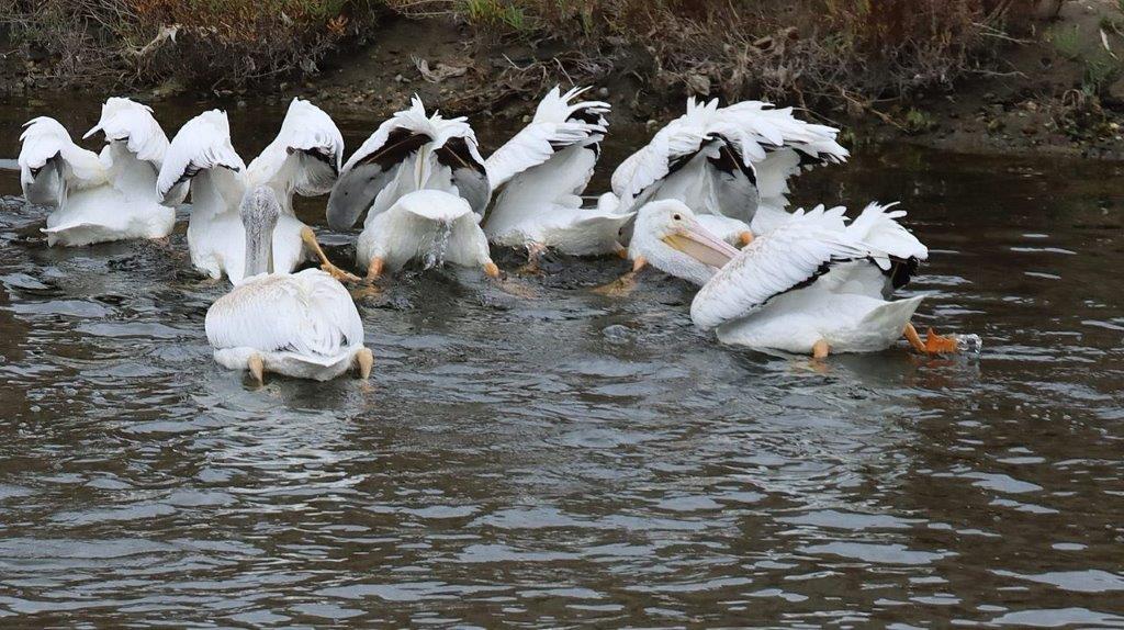 A group of white birds in water

Description automatically generated