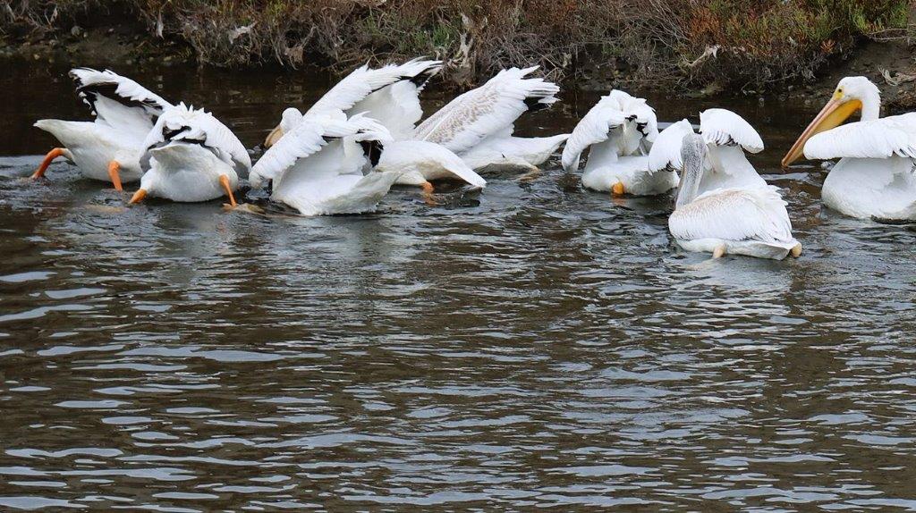 A group of white birds swimming in water

Description automatically generated