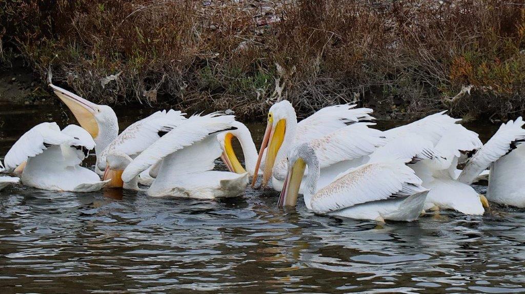 A group of white birds swimming in water

Description automatically generated