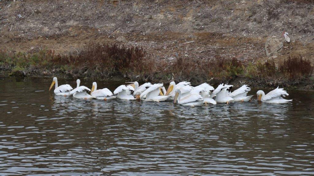 A group of white birds swimming in water

Description automatically generated