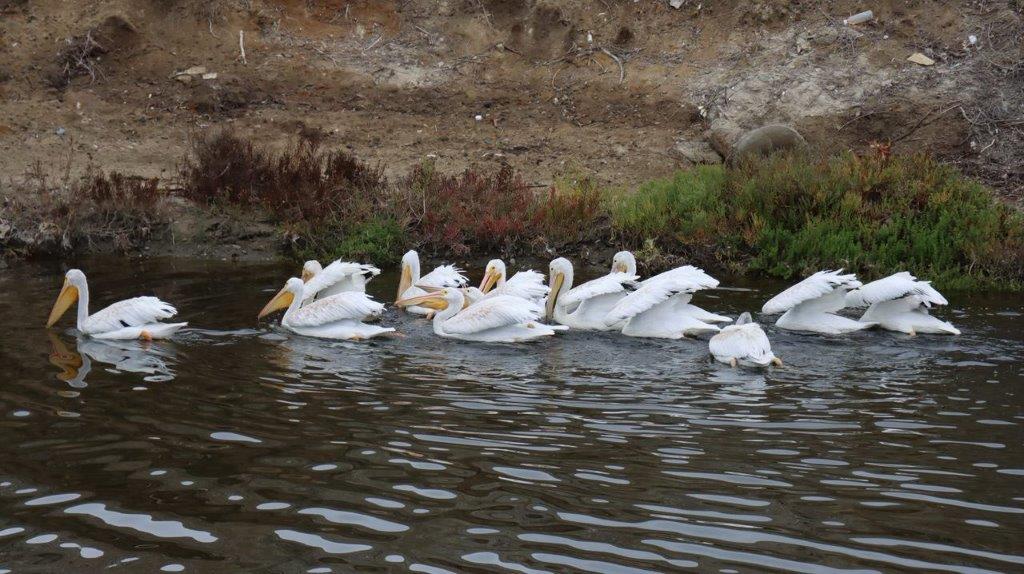 A group of white birds swimming in water

Description automatically generated