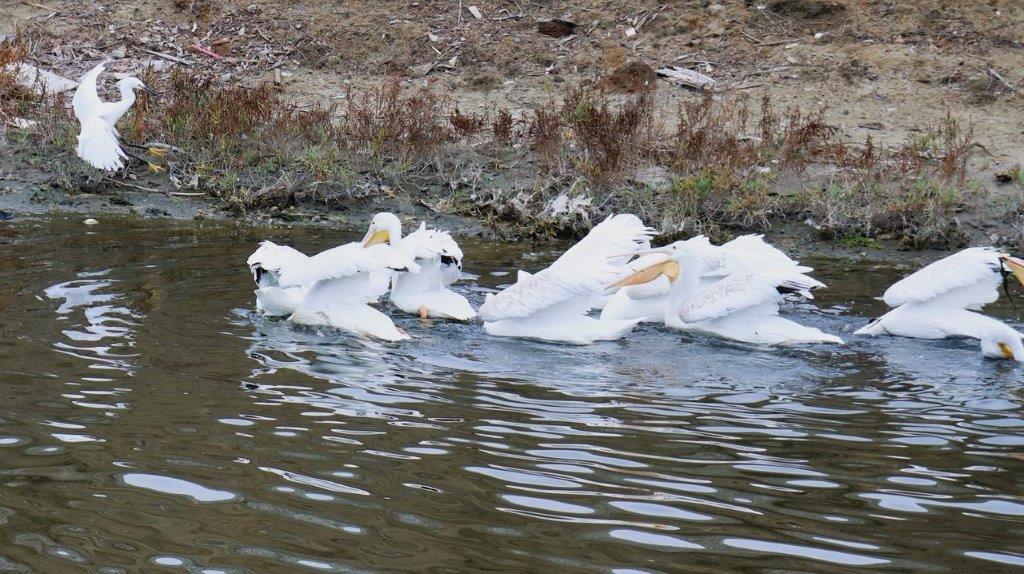 A group of white ducks swimming in water

Description automatically generated