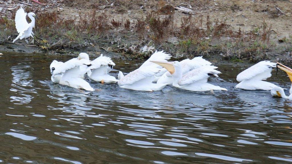 A group of white birds swimming in water

Description automatically generated