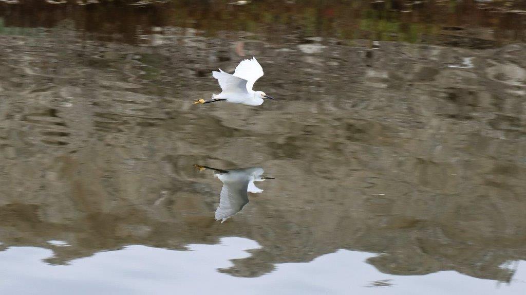 A bird flying over water

Description automatically generated