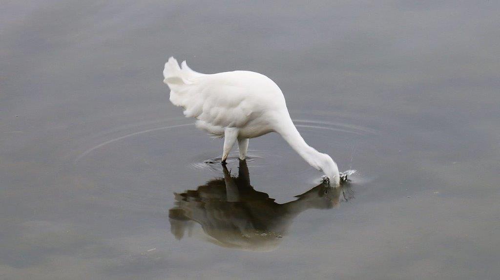 A white bird drinking water

Description automatically generated