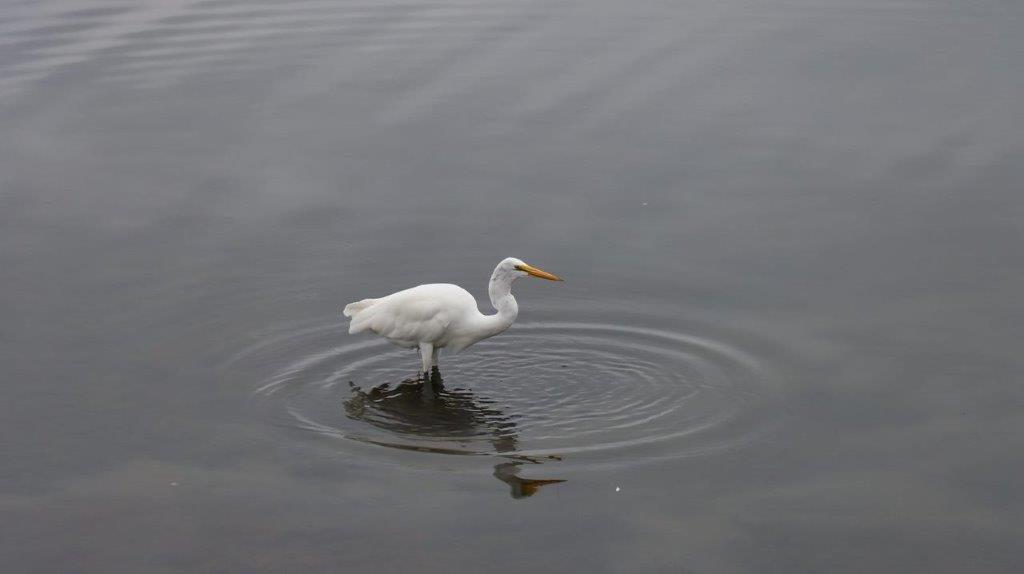 A bird in the water

Description automatically generated