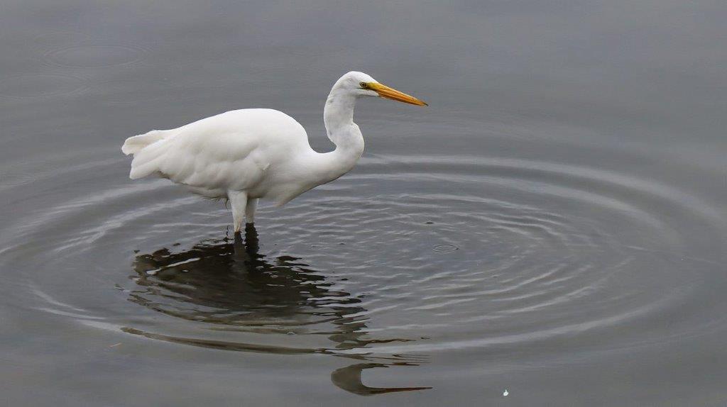 A white bird standing in water

Description automatically generated