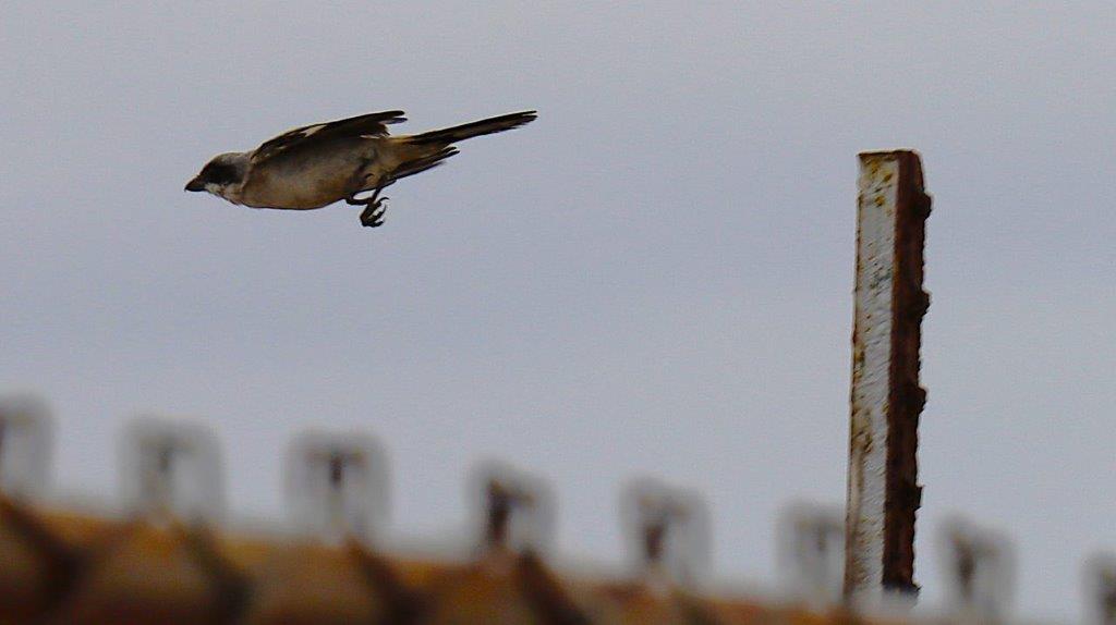 A bird flying over a metal pole

Description automatically generated