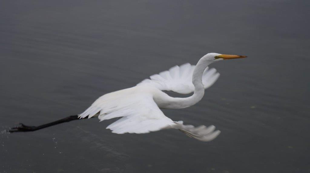 A white bird flying over water

Description automatically generated