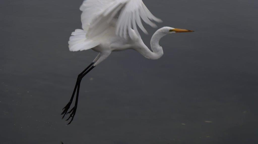 A white bird flying over water

Description automatically generated