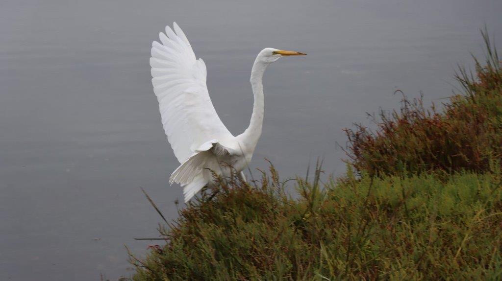 A white bird standing on a grassy hill

Description automatically generated