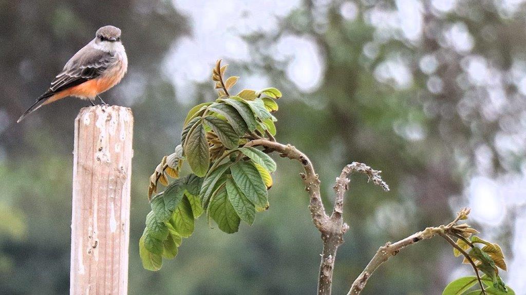 A bird perched on a branch

Description automatically generated