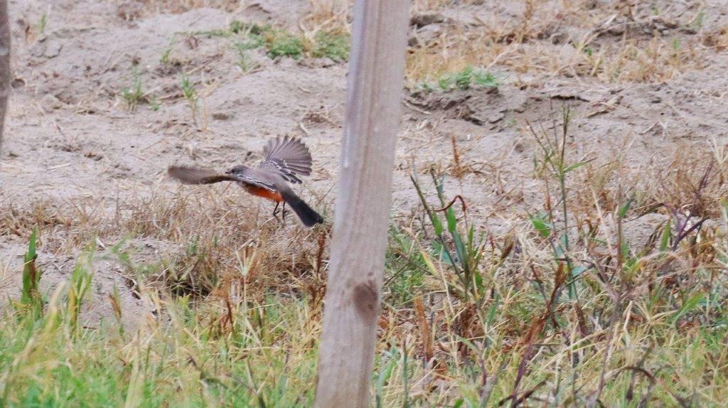 A bird flying over a pole

Description automatically generated