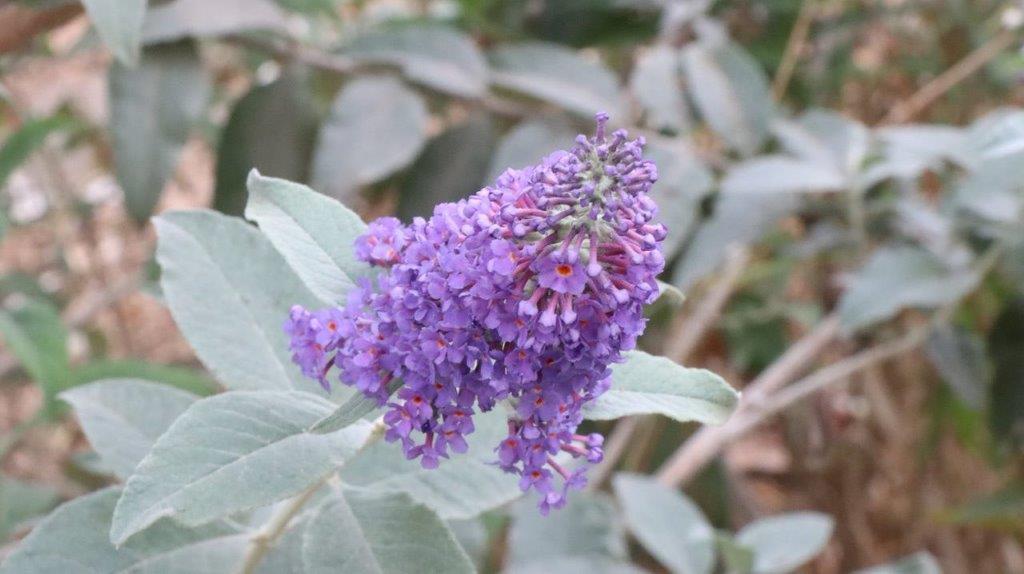 A purple flower on a plant

Description automatically generated