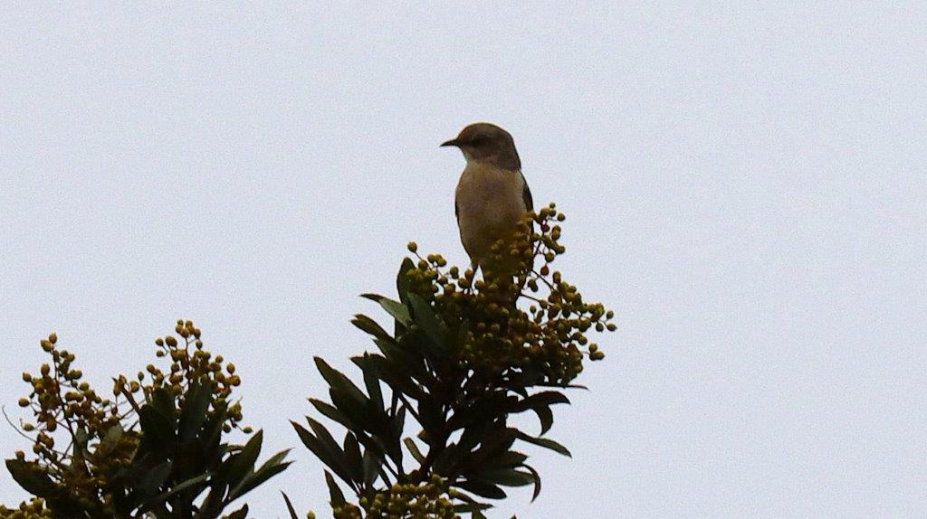 A bird perched on a tree branch

Description automatically generated