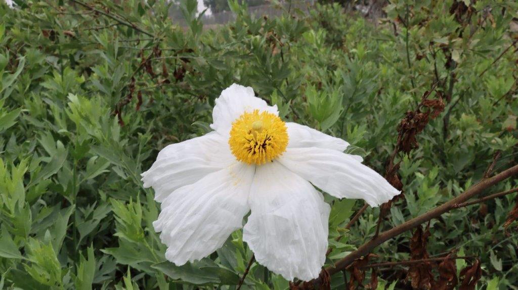 A white flower with yellow center

Description automatically generated