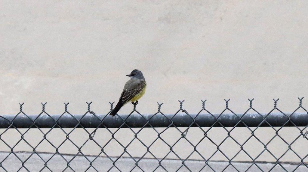 A bird perched on a fence

Description automatically generated