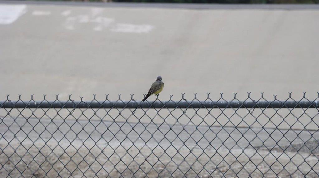 A bird perched on a fence

Description automatically generated