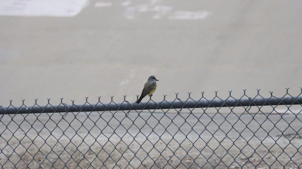 A bird perched on a fence

Description automatically generated