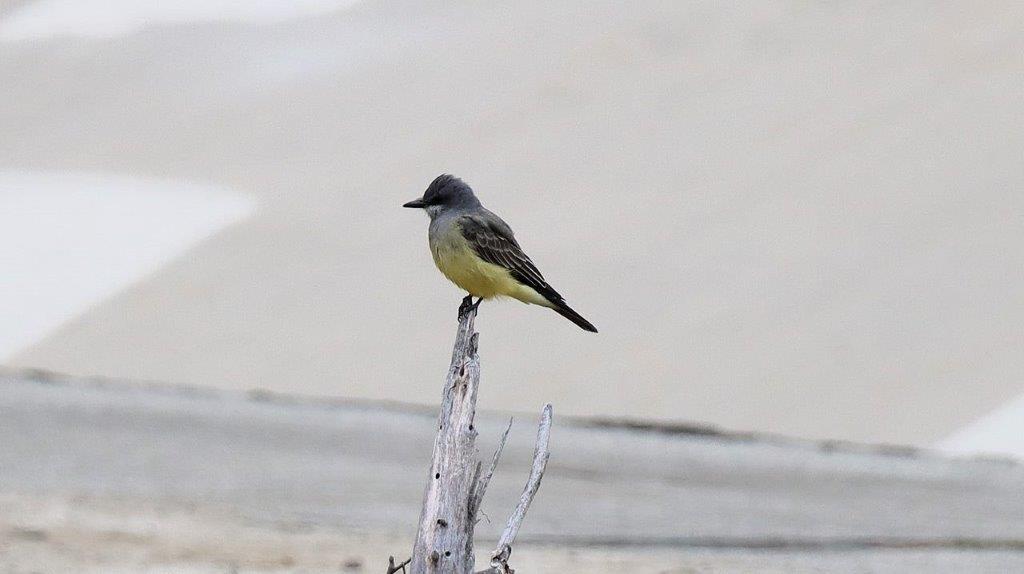 A bird perched on a branch

Description automatically generated