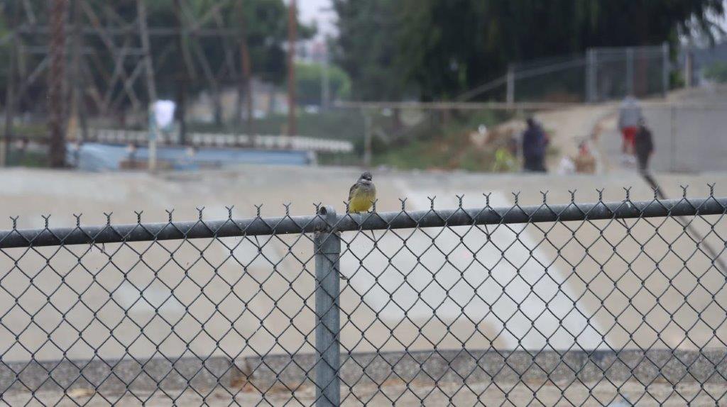 A bird sitting on a fence

Description automatically generated