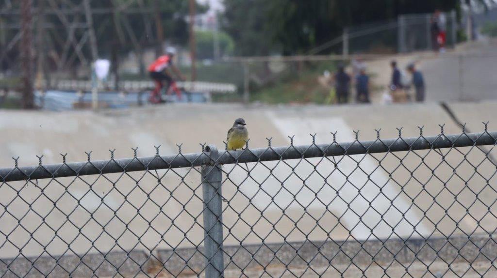 A bird sitting on a fence

Description automatically generated